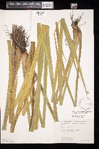 Acorus americanus image