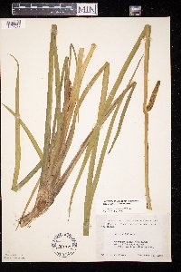 Acorus americanus image