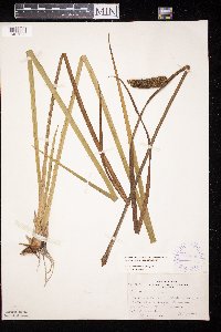 Acorus americanus image