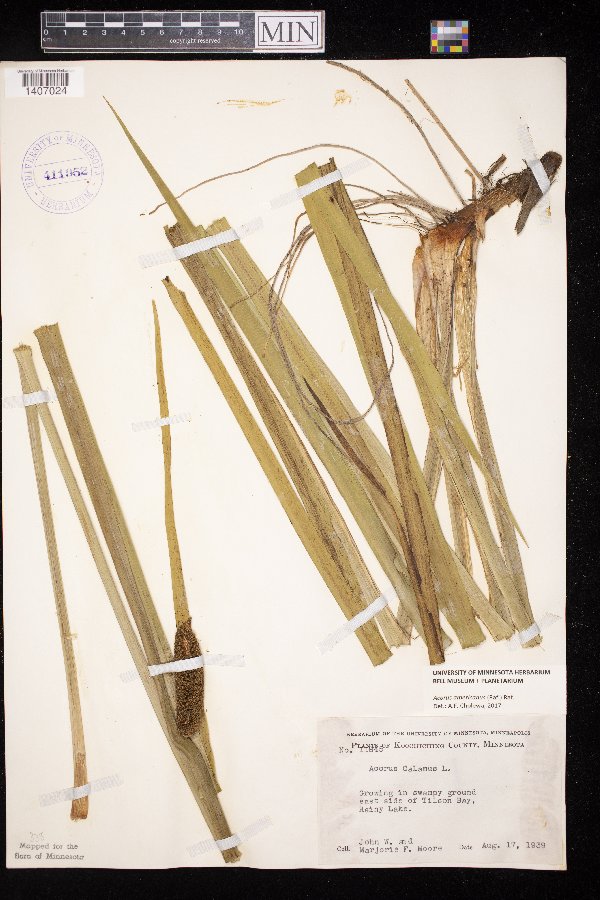 Acorus americanus image