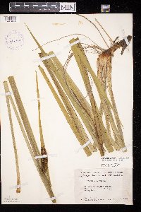 Acorus americanus image