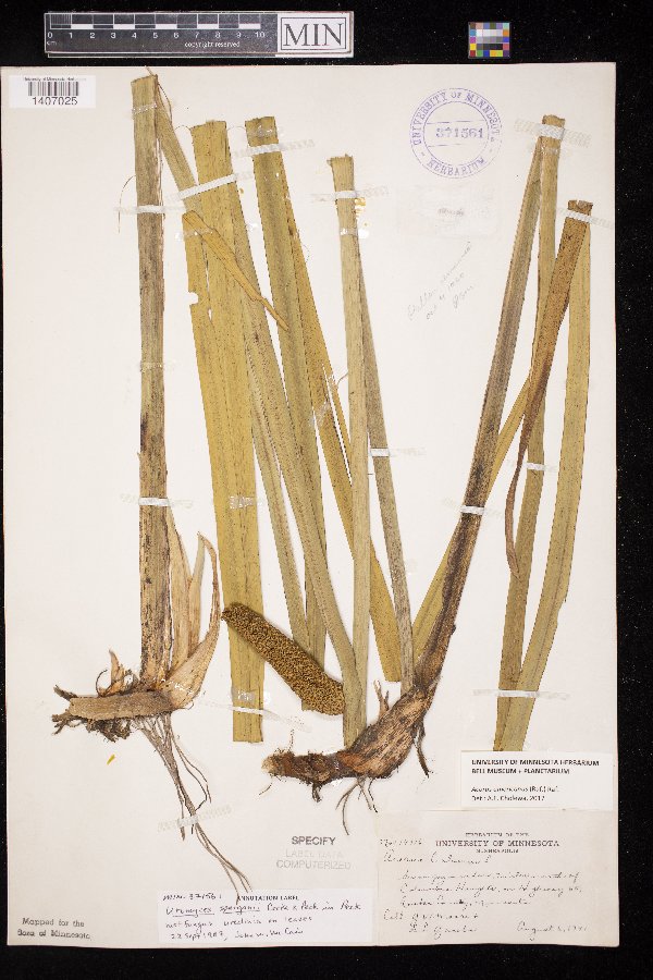 Acorus americanus image