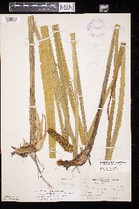 Acorus americanus image