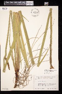 Acorus americanus image