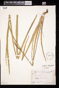 Acorus americanus image