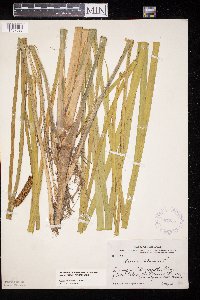Acorus americanus image