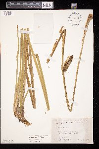 Acorus americanus image