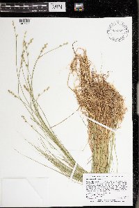 Carex canescens image