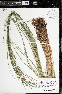 Carex stricta image