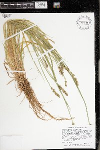 Carex stipata var. stipata image
