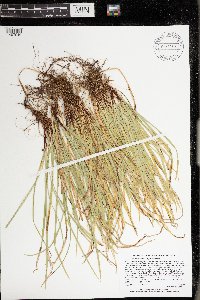 Carex pedunculata image