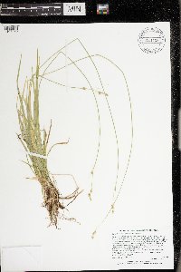 Carex deweyana var. deweyana image