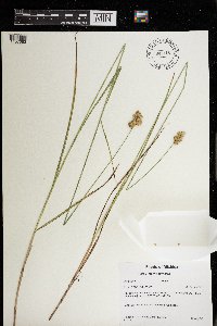 Carex merritt-fernaldii image