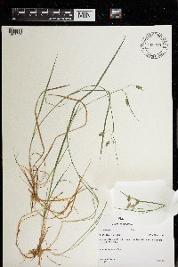 Carex magellanica image