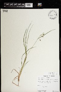 Carex magellanica image
