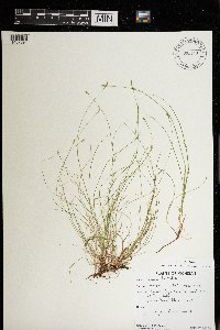 Carex leptalea image
