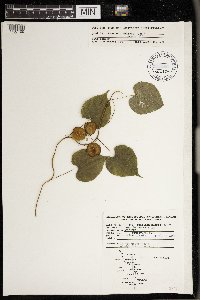 Dioscorea villosa image