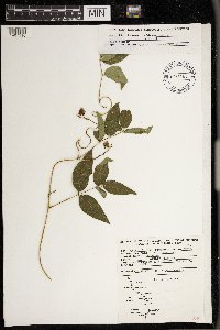 Apios americana image