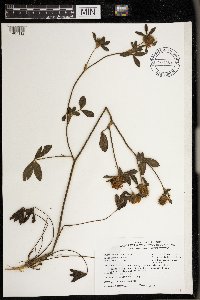 Trifolium arvense image