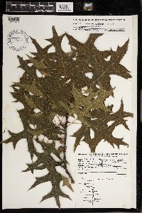 Quercus palustris image