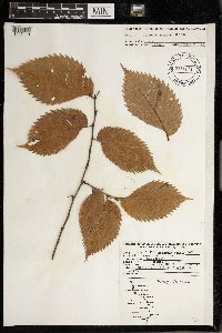 Image Associated With the Occurrence