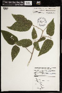 Celtis occidentalis image