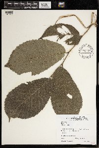Ulmus rubra image
