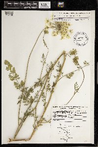 Daucus carota image