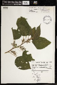 Laportea canadensis image