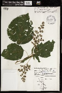 Laportea canadensis image