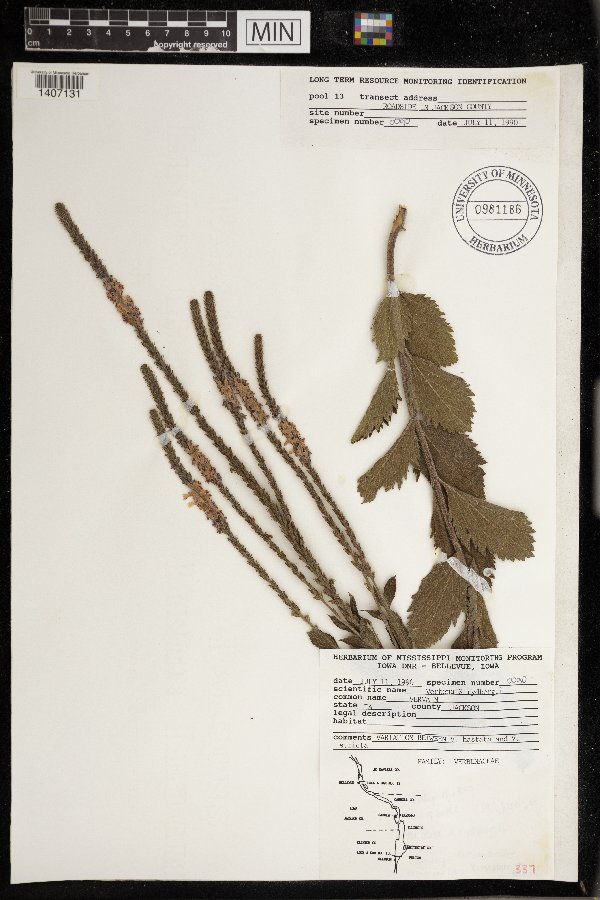 Verbena x rydbergii image