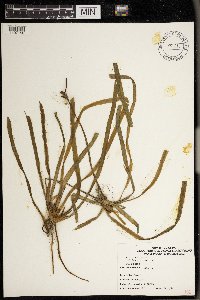 Vallisneria americana image
