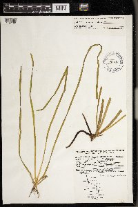 Vallisneria americana image
