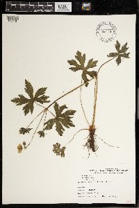 Geranium maculatum image