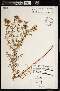 Hypericum perforatum image