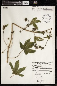 Humulus lupulus image