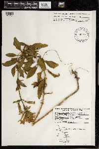 Saponaria officinalis image