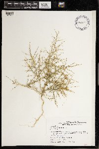 Cycloloma atriplicifolium image