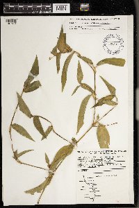 Commelina communis image