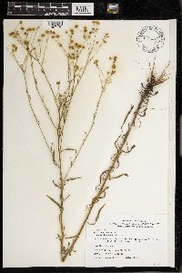 Media resource of Euthamia caroliniana
