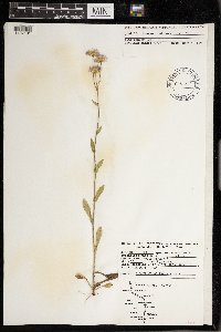 Erigeron pulchellus image
