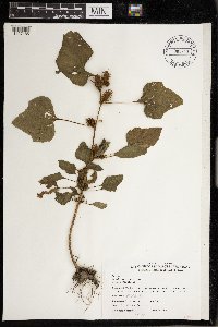 Xanthium strumarium image