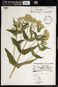 Eupatorium perfoliatum image