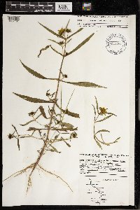 Bidens laevis image