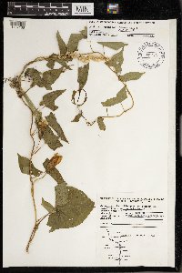 Calystegia sepium image