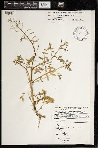 Nasturtium officinale image