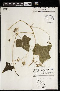 Sicyos angulatus image