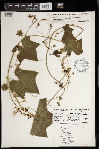 Sicyos angulatus image