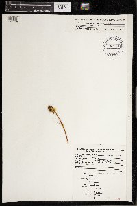 Cuscuta gronovii image