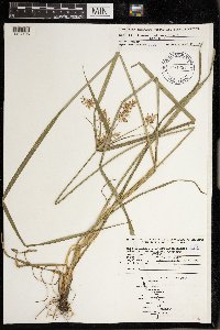 Cyperus esculentus image